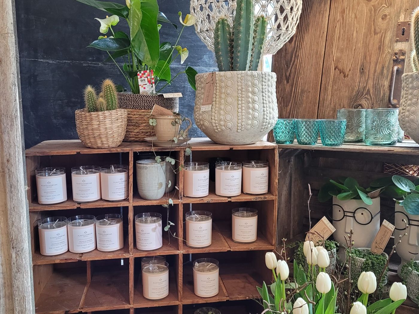 Cactus et pots en céramique