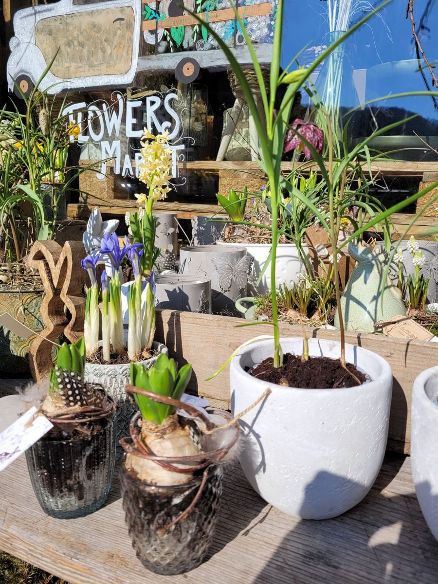 Plantes et fleurs prêtes à partir